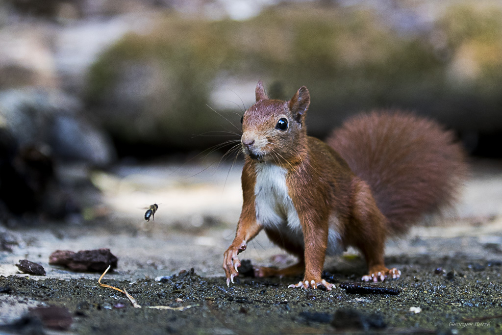 Ecureuil roux (Sciurus vulgaris)-494.jpg