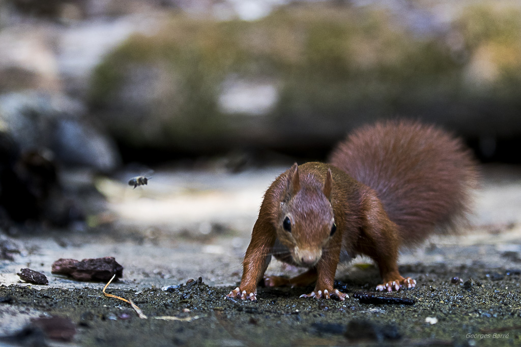 Ecureuil roux (Sciurus vulgaris)-495.jpg