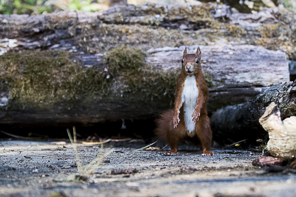 Ecureuil roux (Sciurus vulgaris)-505.jpg