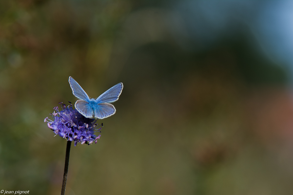 azuré bleue 09 2018.JPG