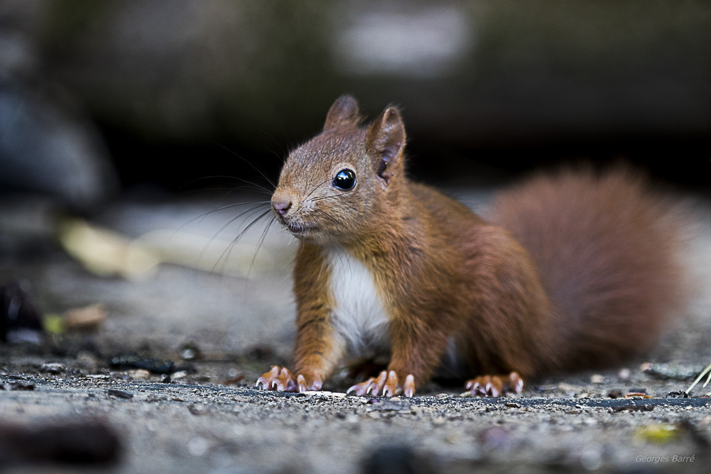 Ecureuil roux (Sciurus vulgaris)-507.jpg