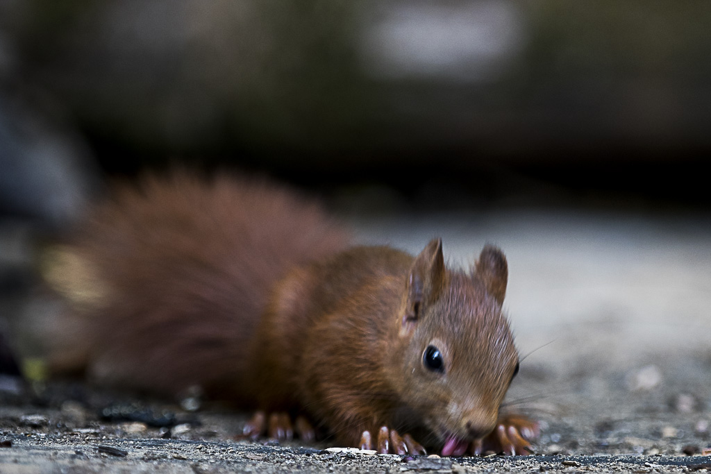 Ecureuil roux (Sciurus vulgaris)-509.jpg