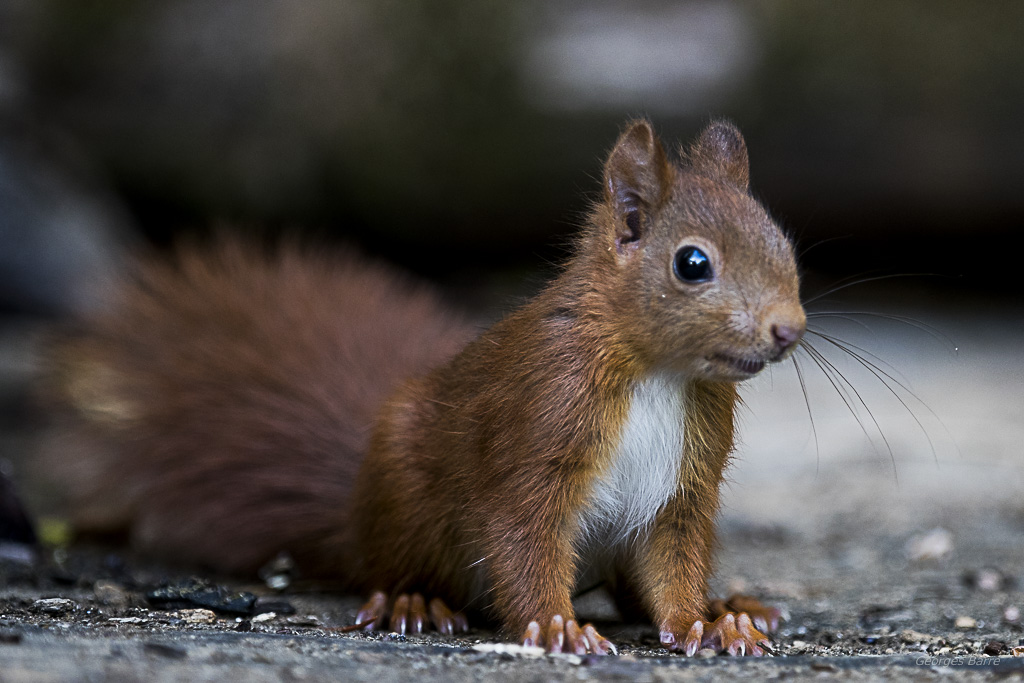 Ecureuil roux (Sciurus vulgaris)-510.jpg