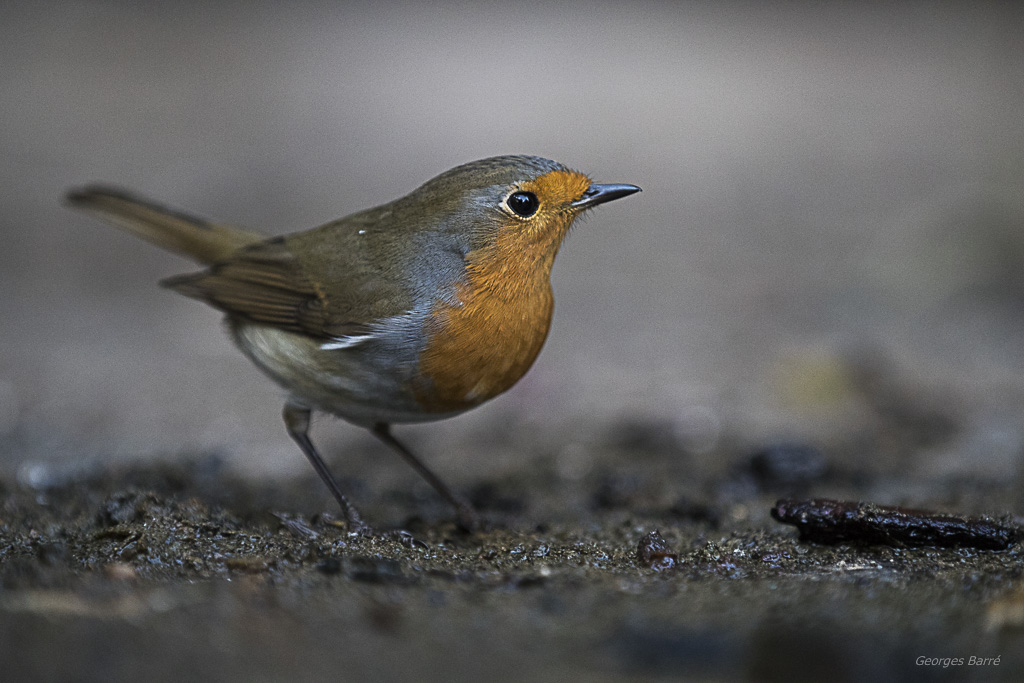 Rouge Gorge Familier (Erithacus rubecula)-178.jpg