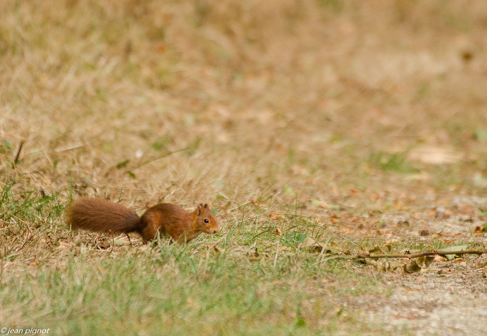 ecureuil billebeaude 09 2018-2.JPG