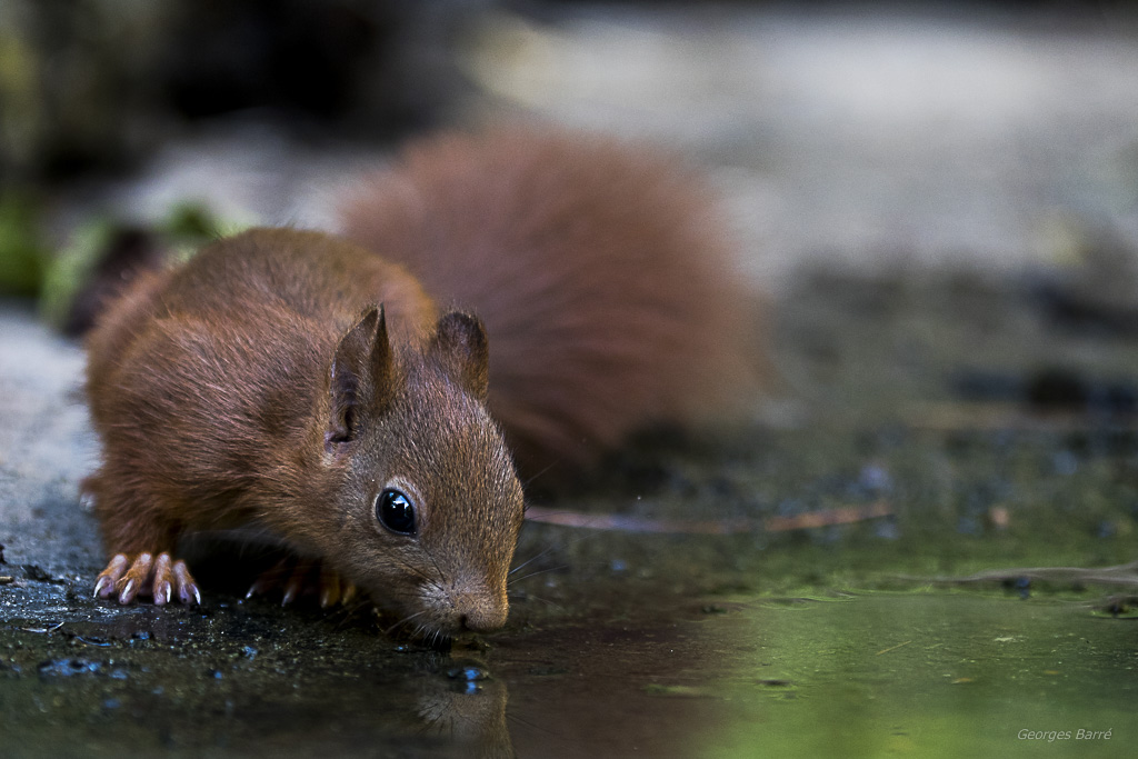 Ecureuil roux (Sciurus vulgaris)-528.jpg