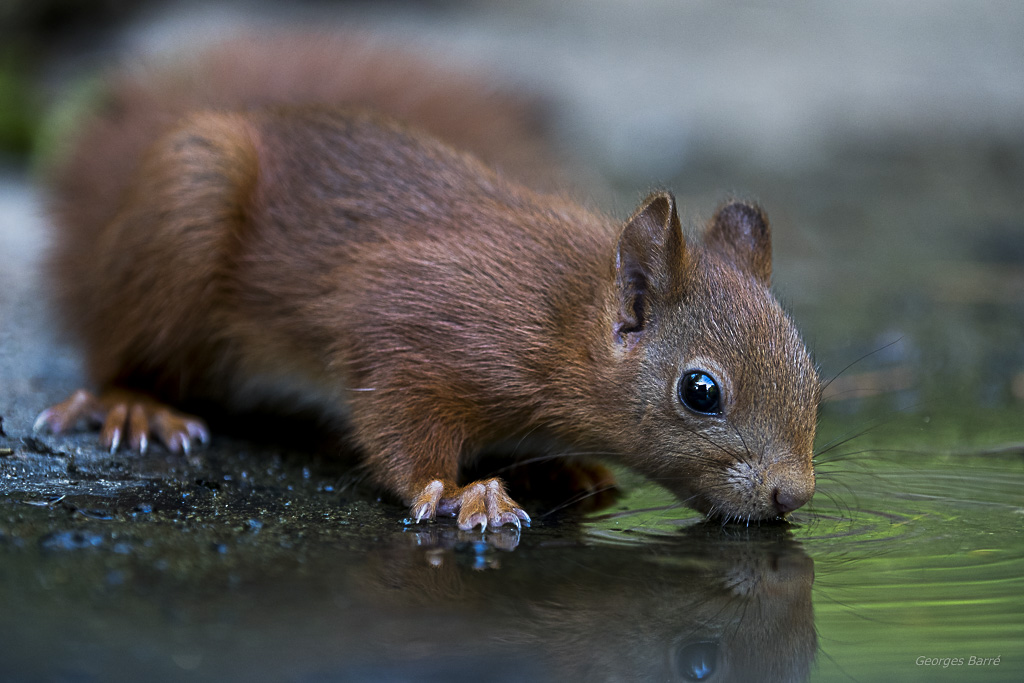 Ecureuil roux (Sciurus vulgaris)-541.jpg