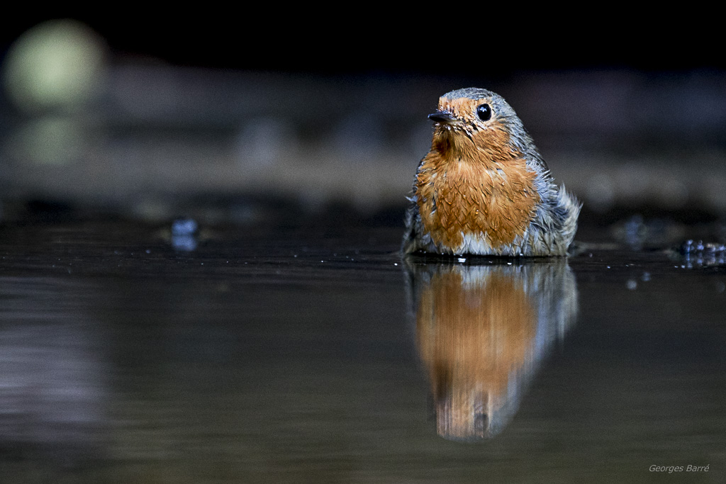 Rouge Gorge Familier (Erithacus rubecula)-155.jpg