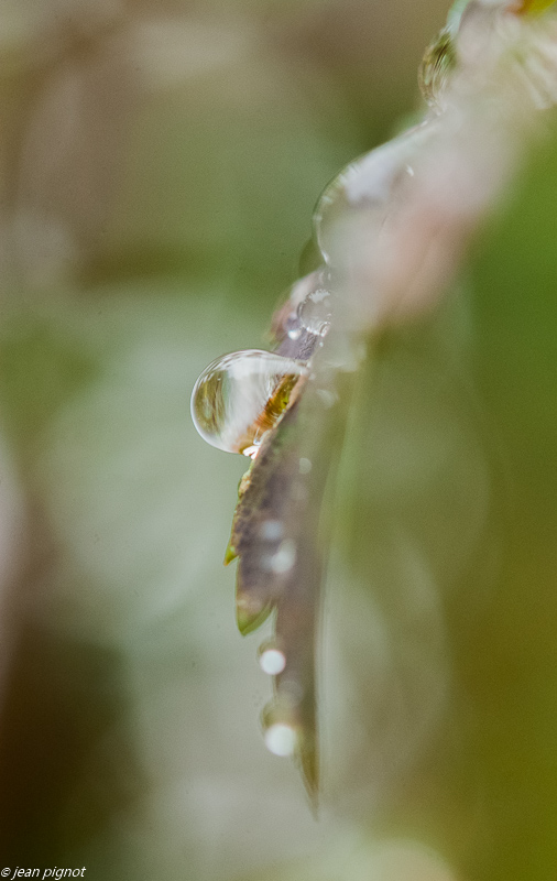 goute d eau 09 2018-2.JPG