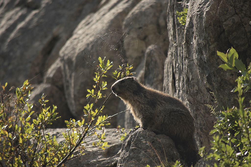 Marmotte-du-matin.jpg