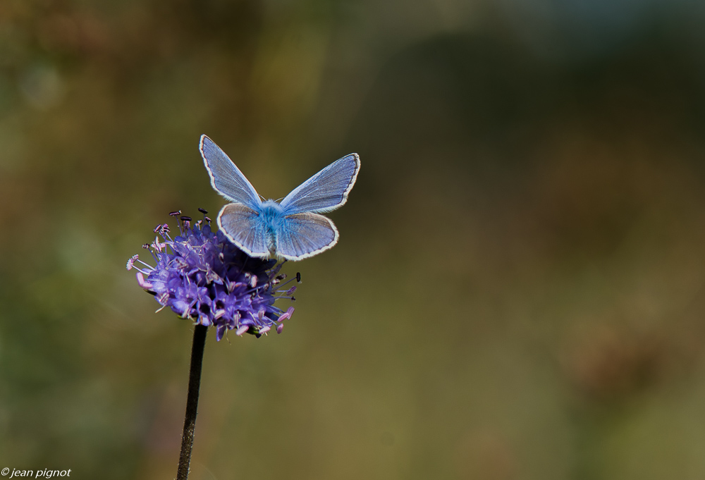 azuré bleue 09 2018 (2).JPG