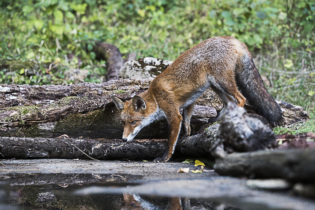 Renard roux (Vulpes vulpes)-89.jpg