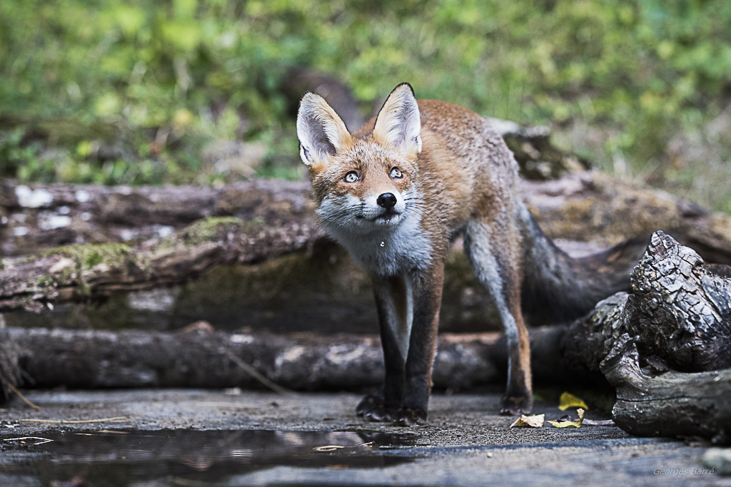 Renard roux (Vulpes vulpes)-97.jpg