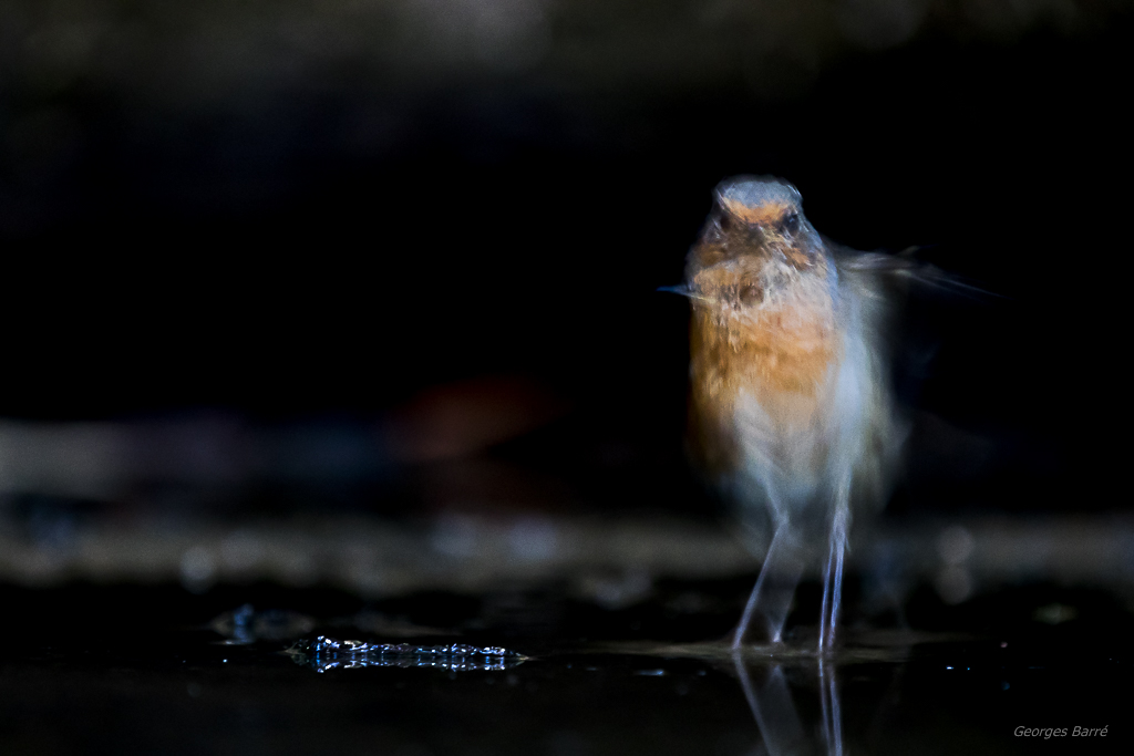 Rouge Gorge Familier (Erithacus rubecula)-164.jpg