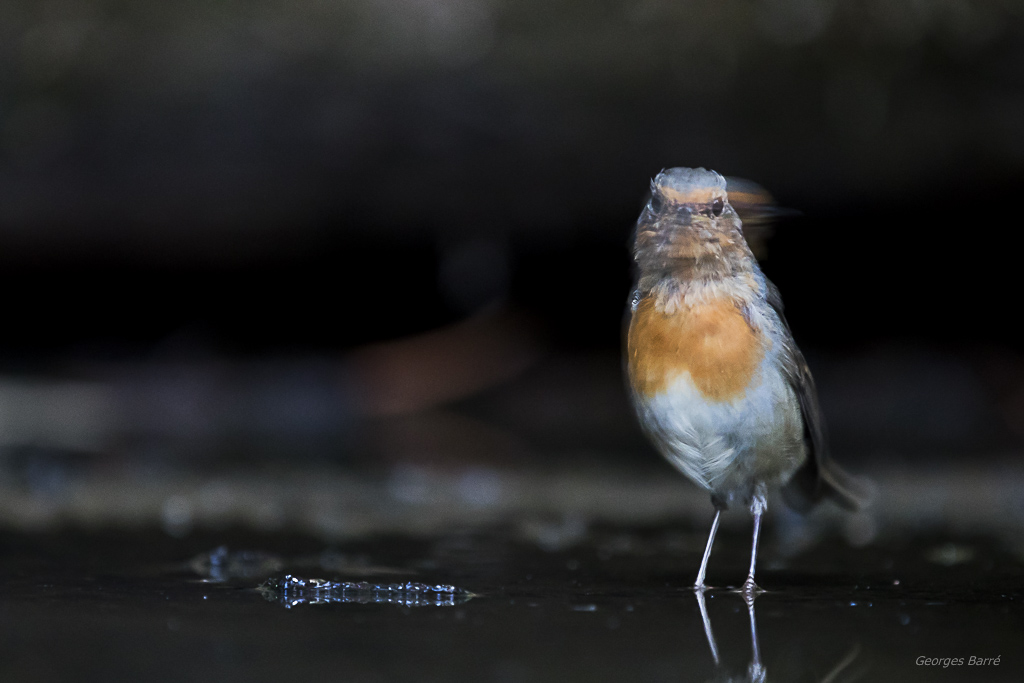 Rouge Gorge Familier (Erithacus rubecula)-166.jpg