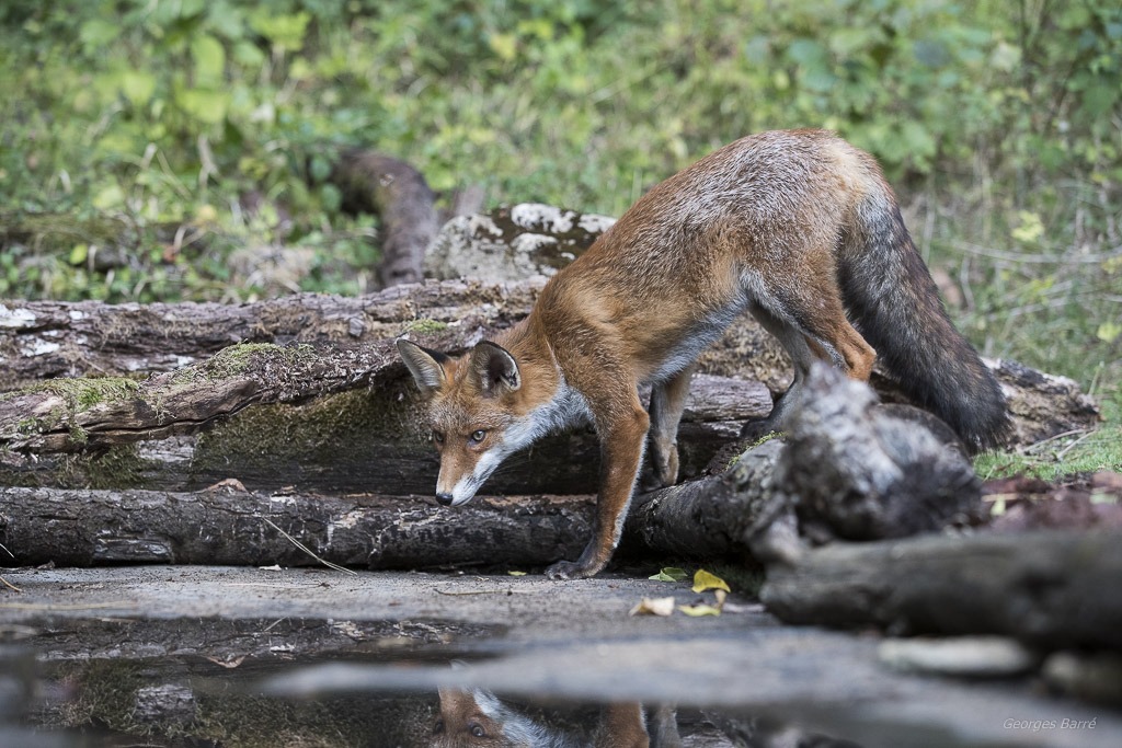 Renard roux (Vulpes vulpes)-89.jpg