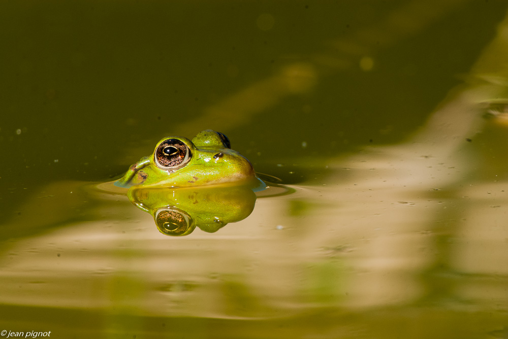 grenouille verte 09 2018.JPG