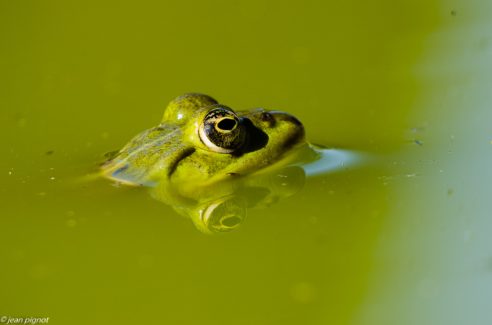 grenouille verte 09 2018.JPG