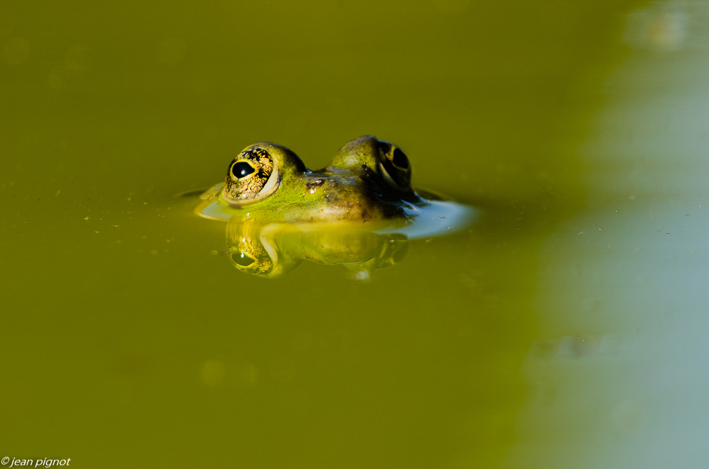 grenouille verte 09 2018-2.JPG