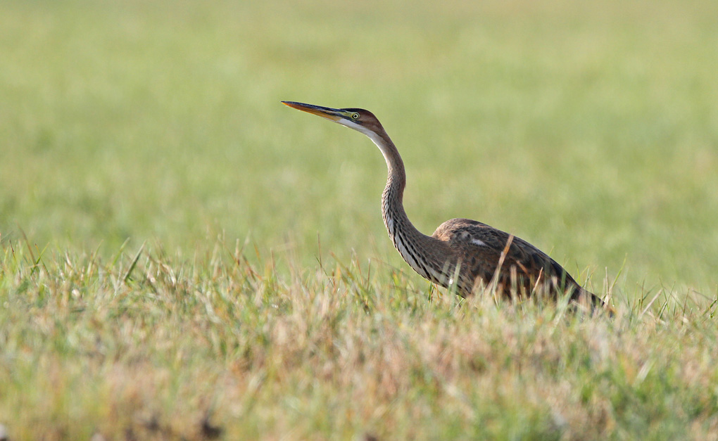 heron pourpré ev.jpg