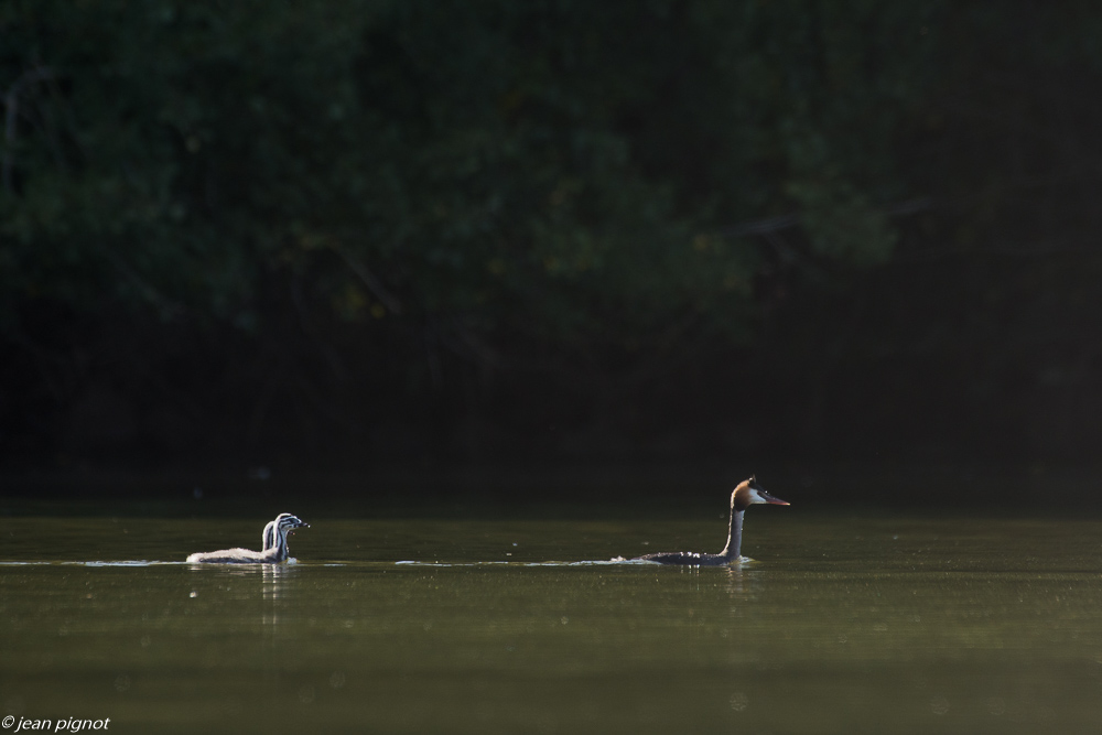 grebe huppée affut flotant 10 2018-2.JPG