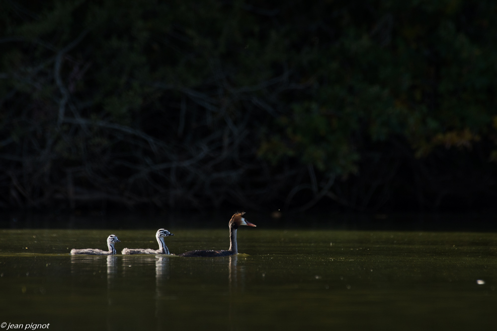 grebe huppée affut flotant 10 2018-3.JPG