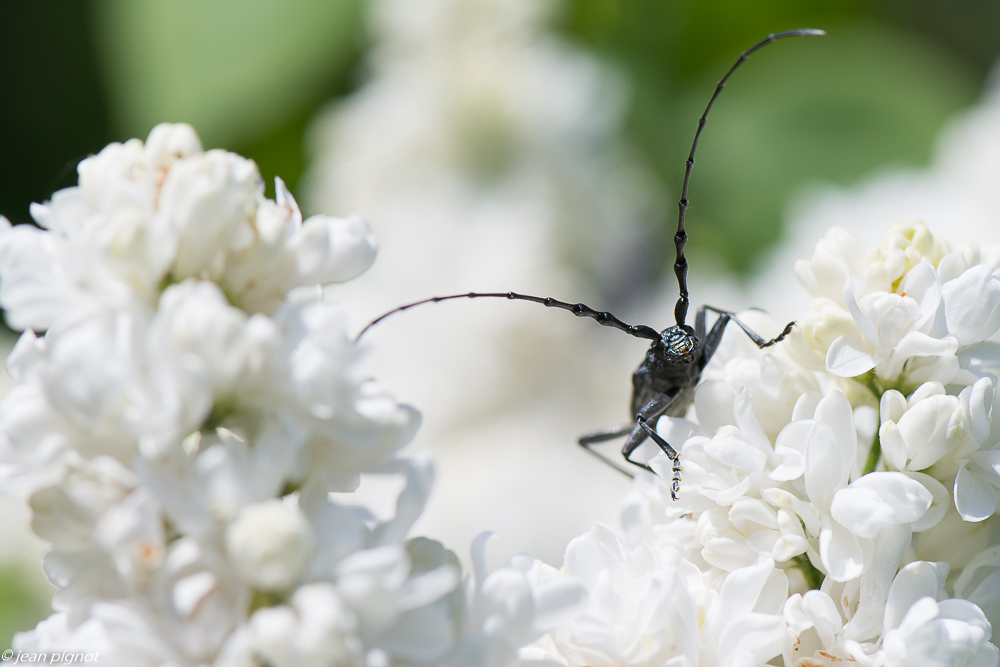 capricorne dans le lilas 10 2018.JPG