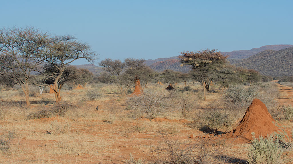 13-dans le parc d'Okonjima.jpg