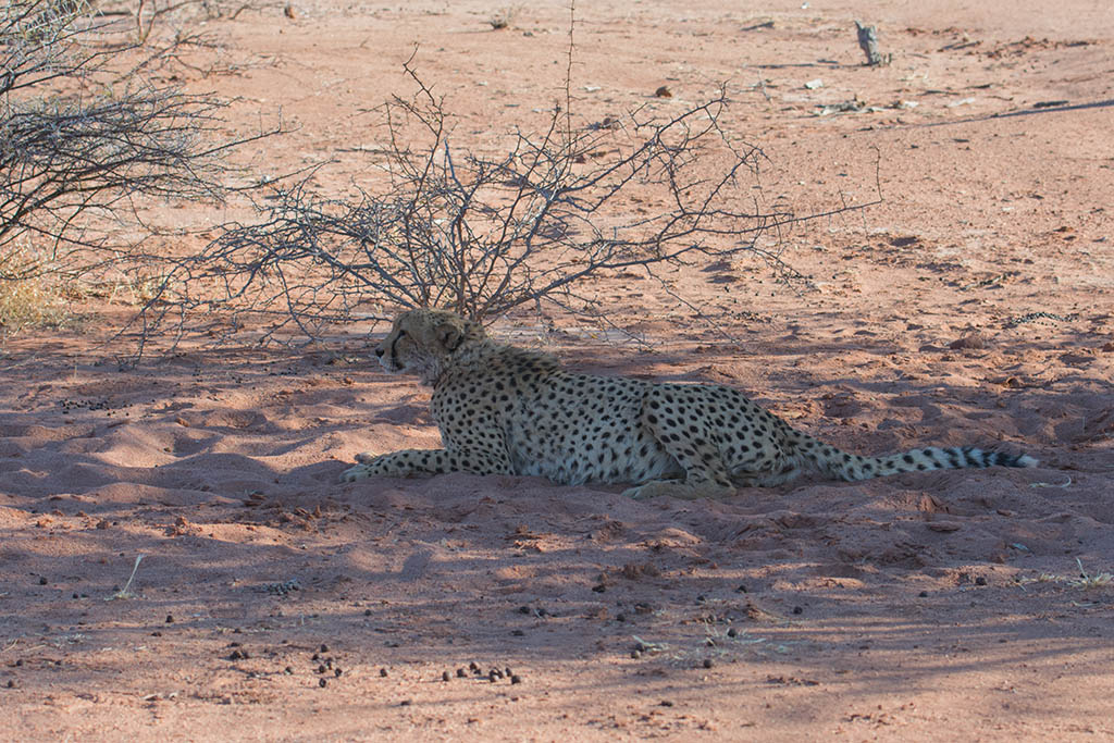 14-Guêpard qui termine sa sieste.jpg