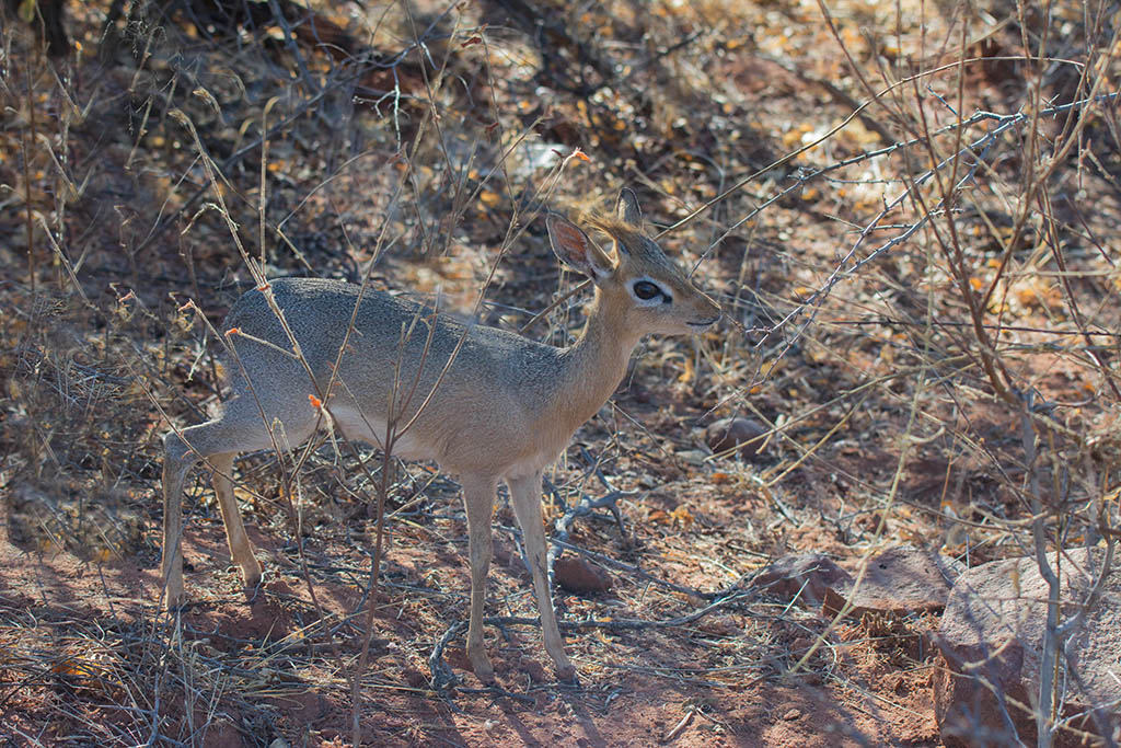 18-Dik dik de Damara.jpg