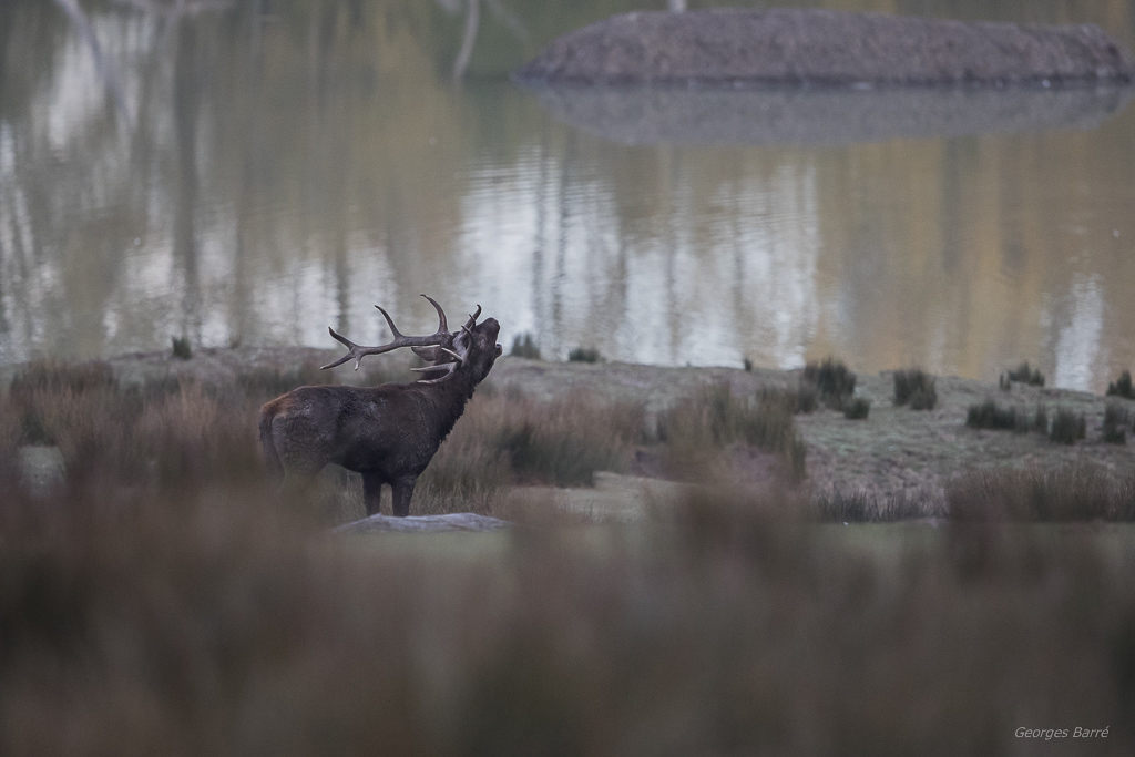 Cerf élaphe-52.jpg