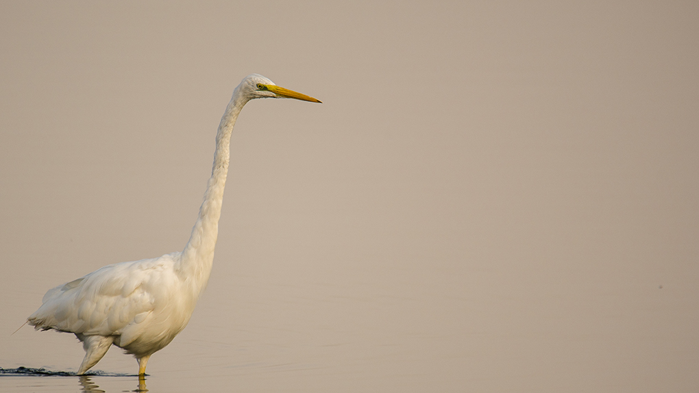 grande aigrette.jpg