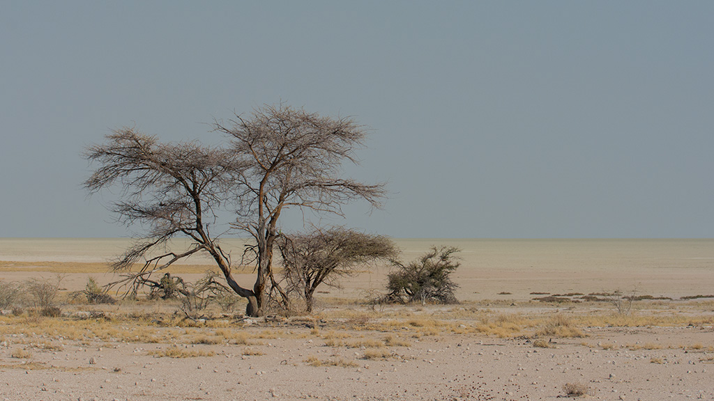 32-Etosha.jpg