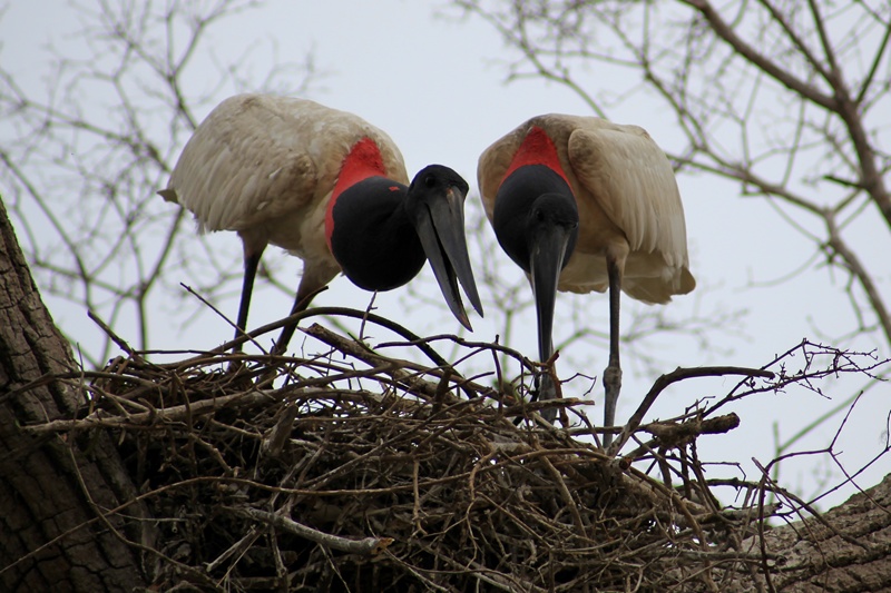 Jabiru.jpg