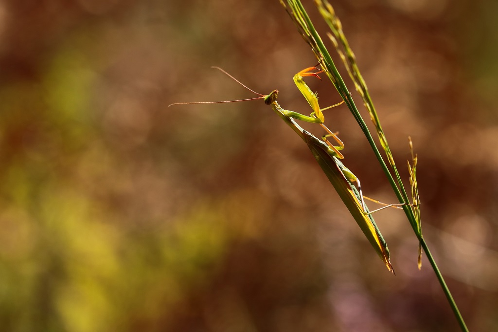 1 IMG_MANTIS.JPG