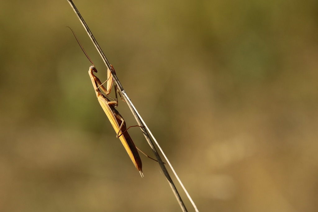 3 IMG_MANTIS.JPG