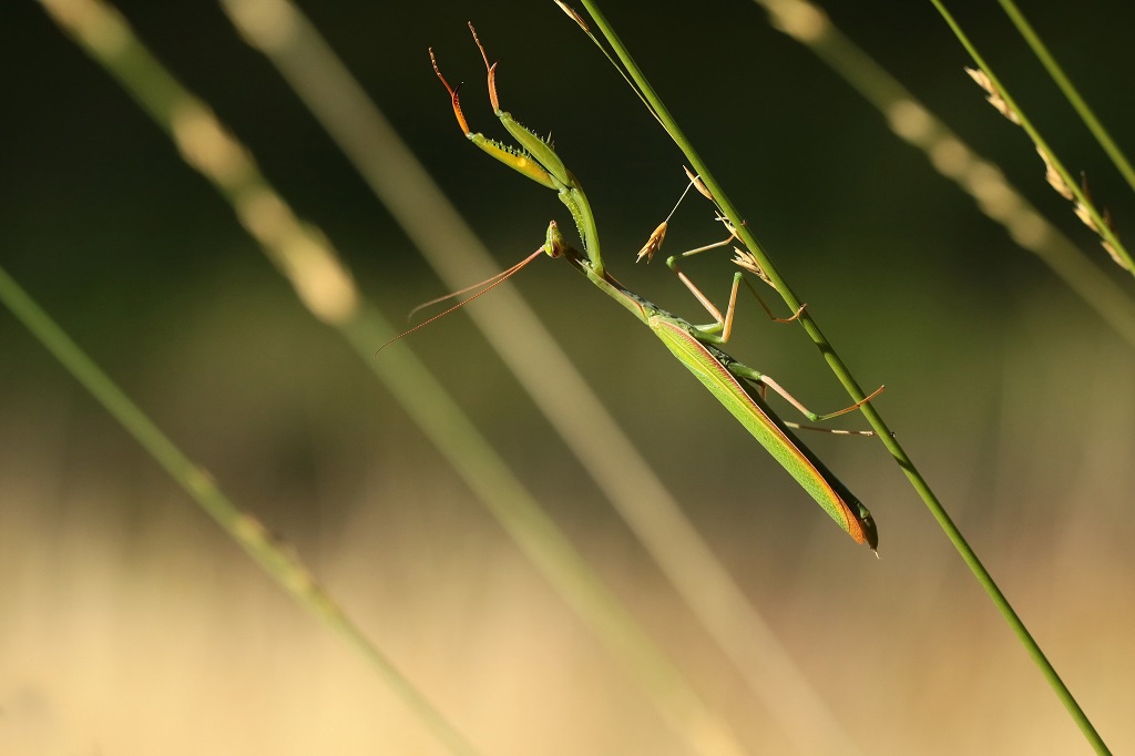 4 IMG_MANTIS.JPG