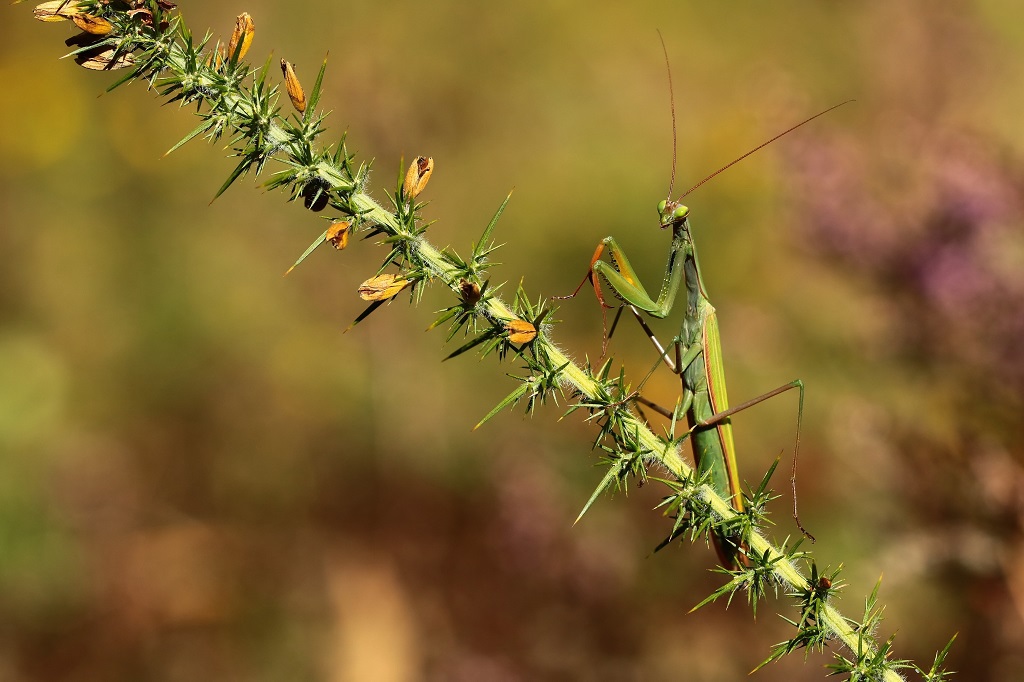 6 IMG_MANTIS.JPG