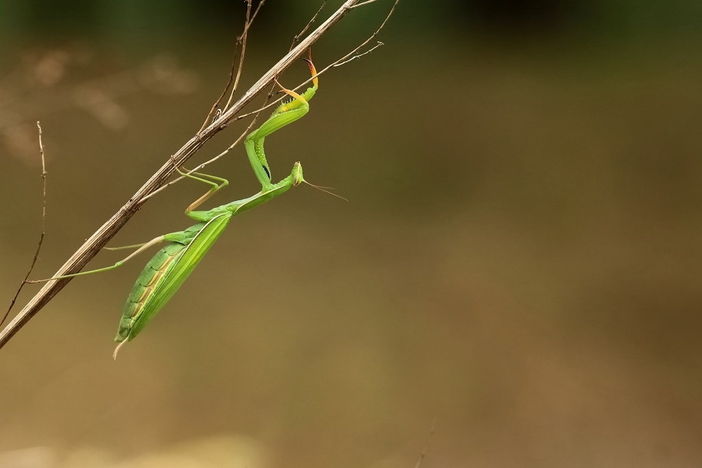 11 IMG_MANTIS.JPG