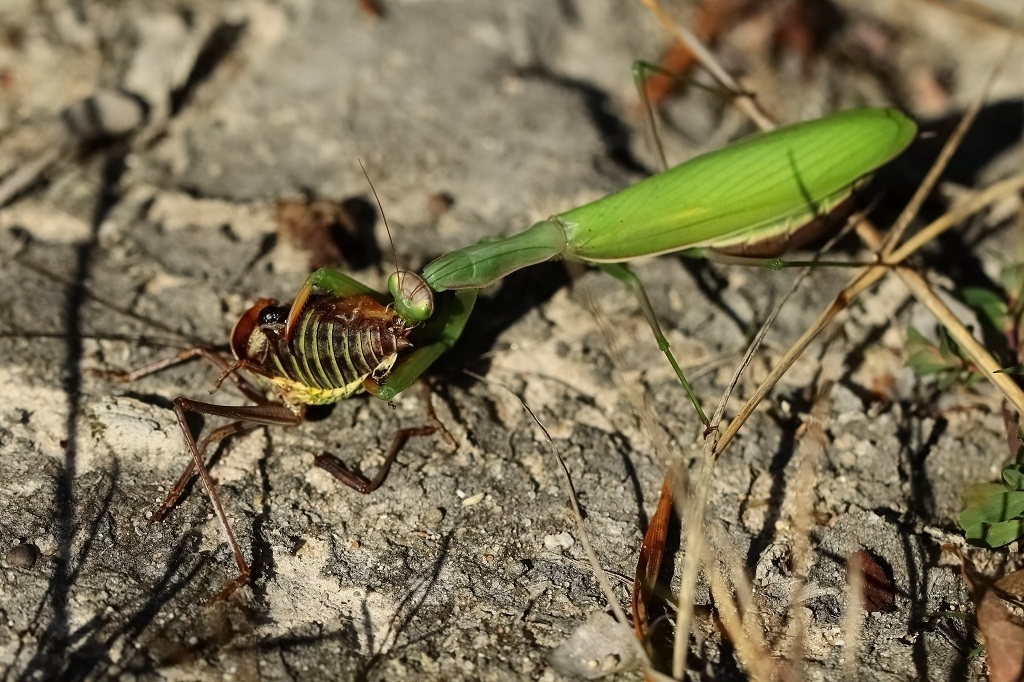 12 IMG_MANTIS.JPG