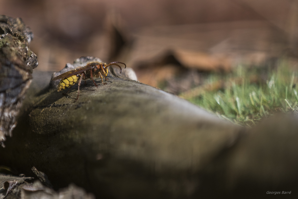 Frelon européen (Vespa Crabro)-11.jpg