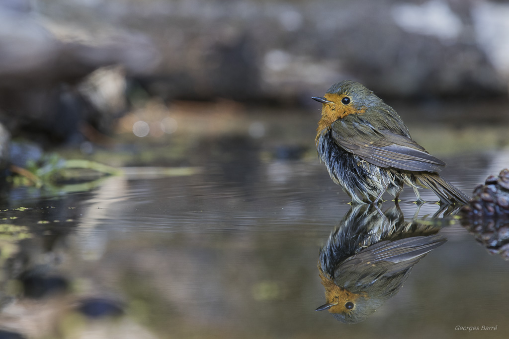 Rouge Gorge Familier (Erithacus rubecula)-188.jpg