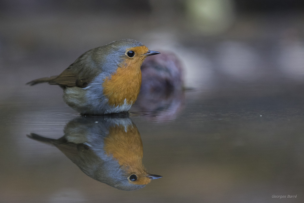 Rouge Gorge Familier (Erithacus rubecula)-190.jpg