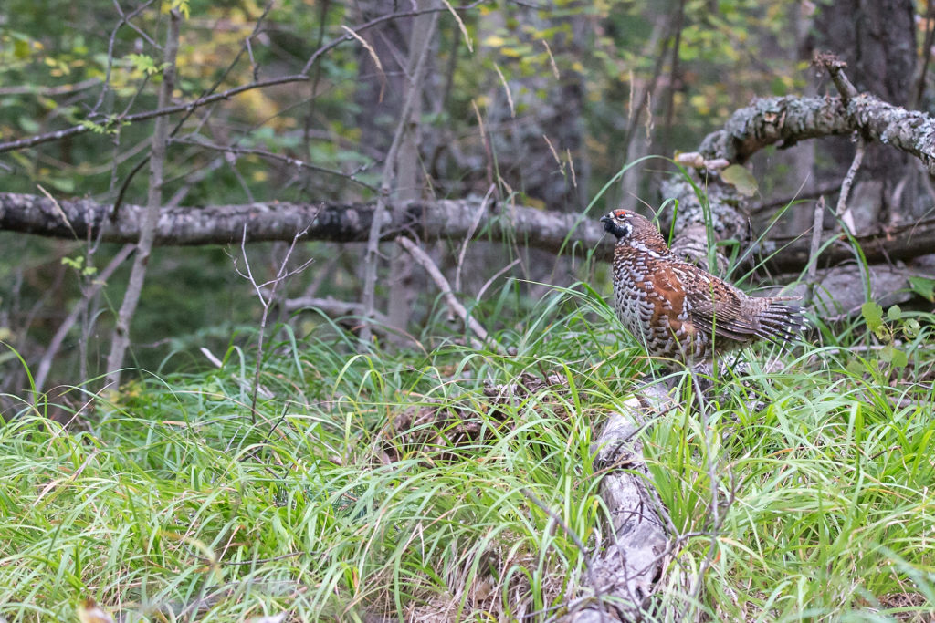 _IN Gélinotte des bois 2018-10-2.jpg