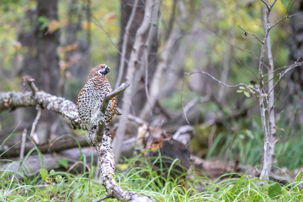 _IN Gélinotte des bois 2018-10-9.jpg