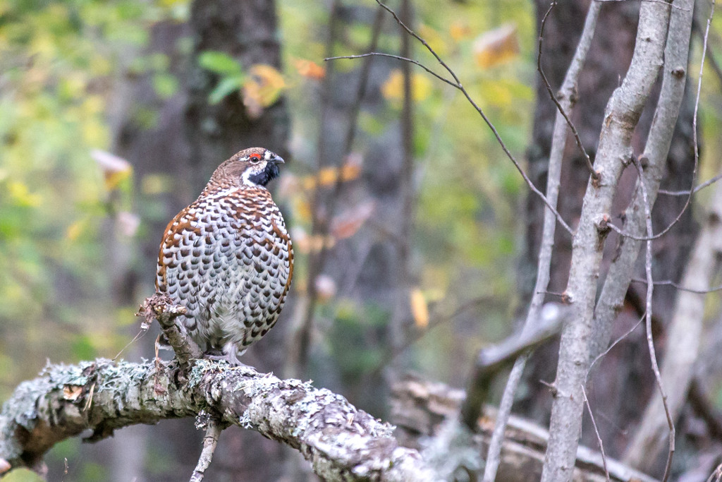 _IN Gélinotte des bois 2018-10-5.jpg