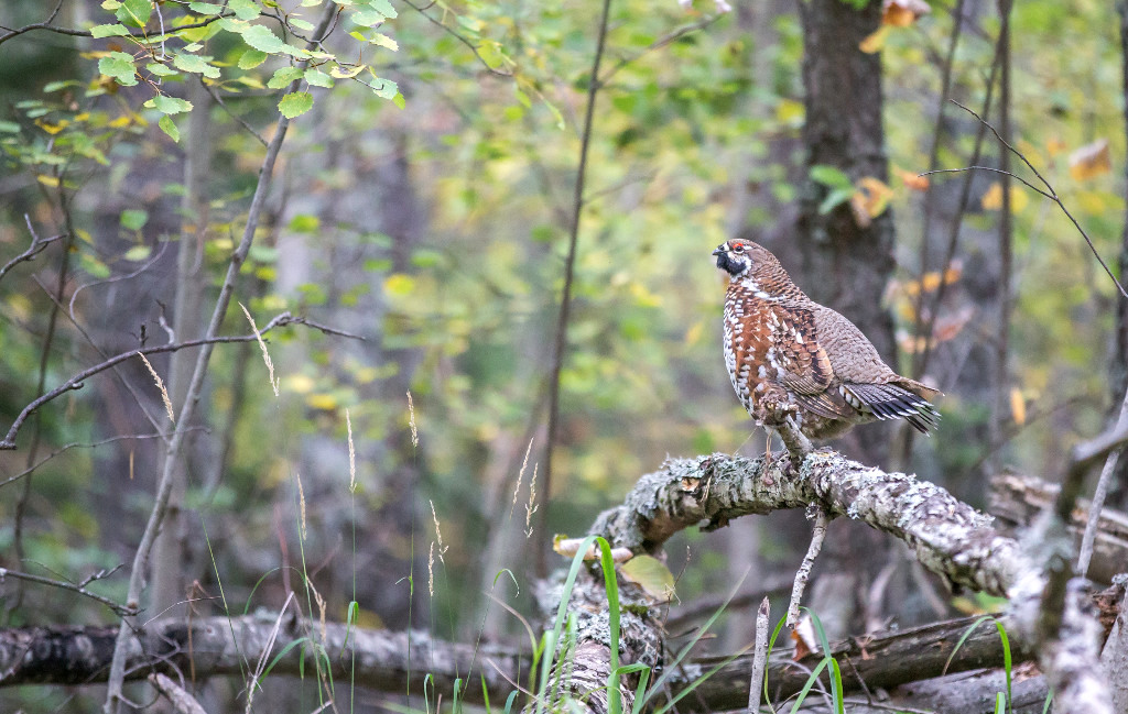 _IN Gélinotte des bois 2018-10.jpg