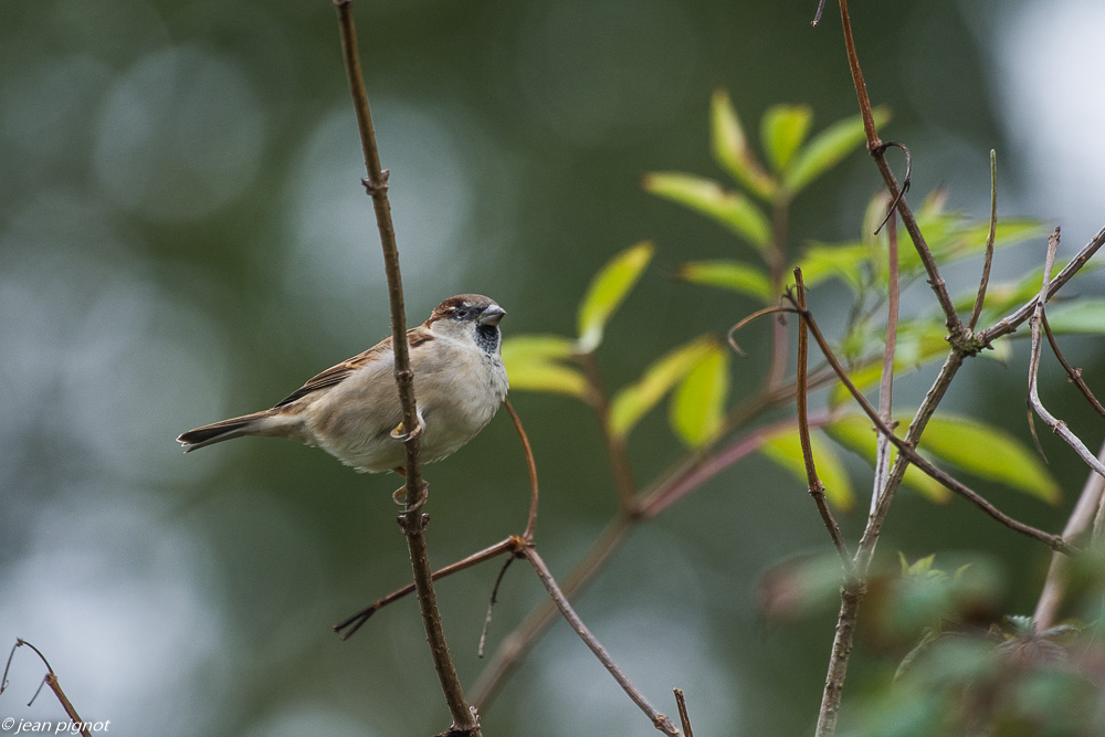 oiseaux pres de chez moi 10 2018-2.JPG