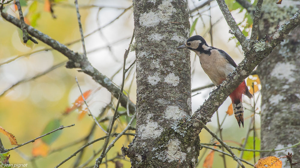 oiseaux pres de chez moi 10 2018-3.JPG