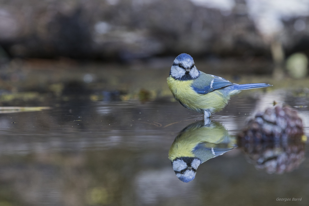 Mésange Bleue (Cyanistes caeruleus)-197.jpg